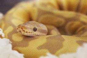 Specially Bred Ball Python