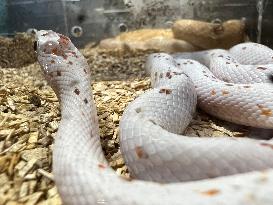 Palmetto Corn Snake