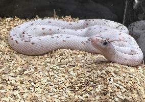 Palmetto Corn Snake