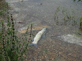 Water Levels Rise in The Yangtze River in Yichang