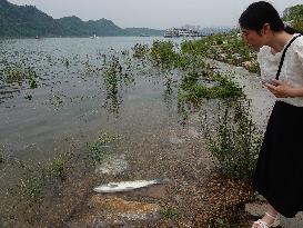 Water Levels Rise in The Yangtze River in Yichang