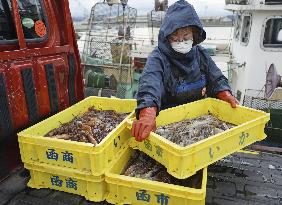 Squid season starts in northern Japan