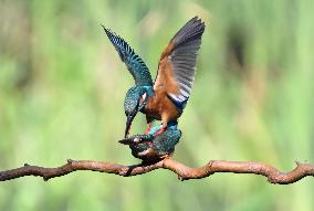Kingfisher