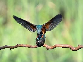 Kingfisher
