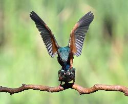 Kingfisher