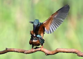 Kingfisher