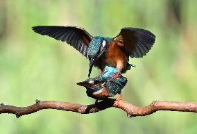 Kingfisher
