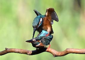 Kingfisher