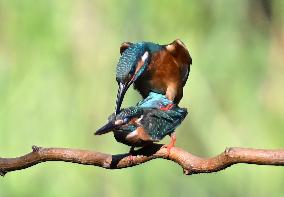 Kingfisher