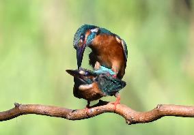 Kingfisher