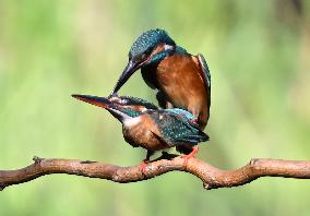 Kingfisher