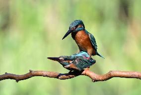 Kingfisher