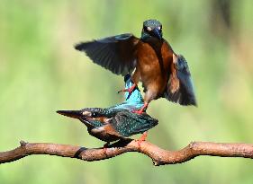 Kingfisher