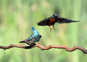 Kingfisher