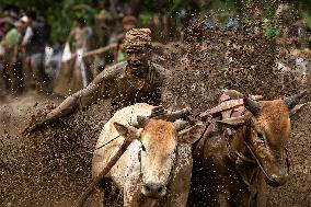 INDONESIA-WEST SUMATRA-COW RACE