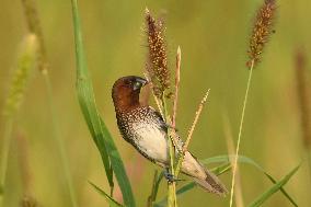 Scaly-breasted Munia Or Spotted Munia In India