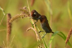Scaly-breasted Munia Or Spotted Munia In India