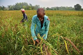 Farmers Harvest Foxtail Millet  In Assam