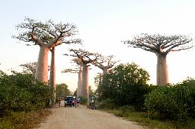 MADAGASCAR-MORONDAVA-BAOBABS