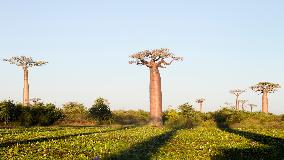 MADAGASCAR-MORONDAVA-BAOBABS