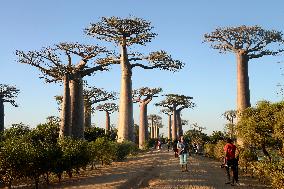 MADAGASCAR-MORONDAVA-BAOBABS