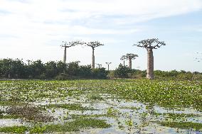 MADAGASCAR-MORONDAVA-BAOBABS