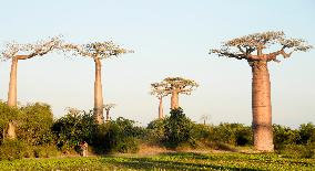 MADAGASCAR-MORONDAVA-BAOBABS