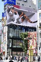 Giant 3D cat billboard in Tokyo