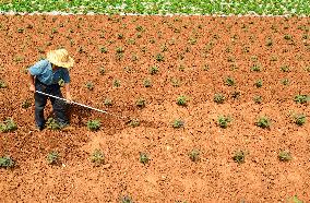 China Agriculture