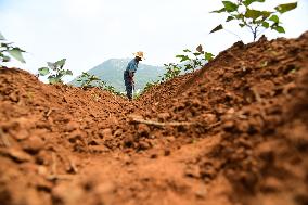 China Agriculture