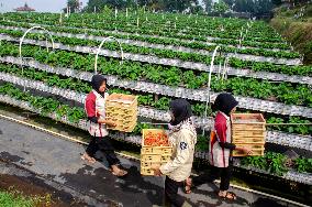 INDONESIA-LEMBANG-STRAWBERRY-FARMING