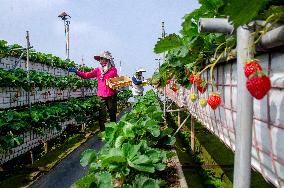 INDONESIA-LEMBANG-STRAWBERRY-FARMING