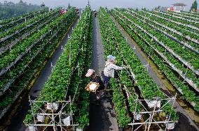 INDONESIA-LEMBANG-STRAWBERRY-FARMING