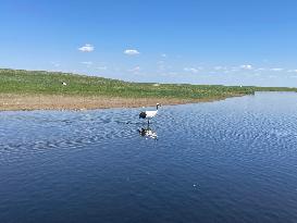 CHINA-HEILONGJIANG-QIQIHAR-RED-CROWNED CRANES-RELOCATION (CN)