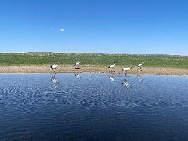 CHINA-HEILONGJIANG-QIQIHAR-RED-CROWNED CRANES-RELOCATION (CN)