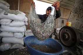 Environment Day In Gaza, Palestine