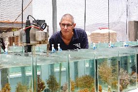 ISRAEL-EILAT-SCIENTISTS-CORAL RESILIENCE-CLIMATE CHANGE