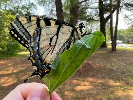 Eastern Tiger Swallowtail Butterfly Hybrid