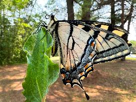 Eastern Tiger Swallowtail Butterfly Hybrid