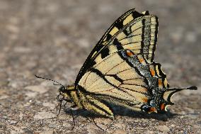 Eastern Tiger Swallowtail Butterfly Hybrid