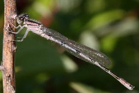 Damselfly