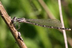 Damselfly