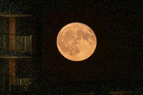 Strawberry Full Moon Rises Over The Netherlands