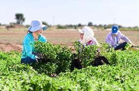 China Agriculture