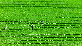 #CHINA-GRAIN IN EAR-FARMING (CN)