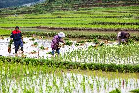 #CHINA-GRAIN IN EAR-FARMING (CN)