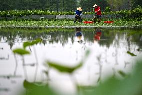 #CHINA-GRAIN IN EAR-FARMING (CN)