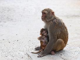 Mother Monkey Breastfeeds Her Baby