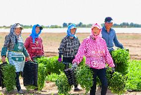 China Agriculture