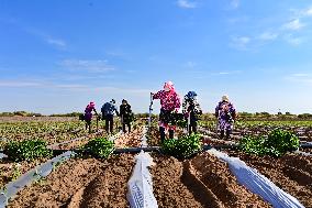 China Agriculture